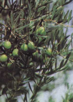 olive01.jpg (17922 Byte)